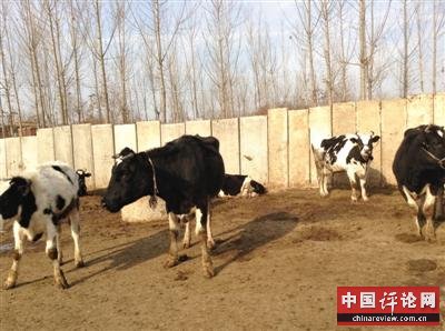 河北奶农因奶价狂跌每日倒奶 养猪户买鲜奶喂猪