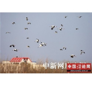 唐山“野保”“湿保”同步抓   构建鸟类“安乐家”